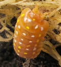 Orange Clown Isopods — Armadillidium frontetriangulum
