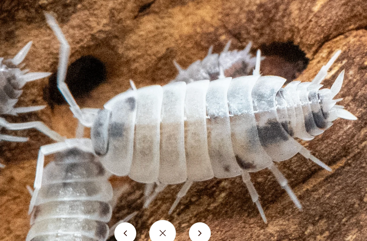 Oreo Crumble Isopod — Porcellionides pruinosus